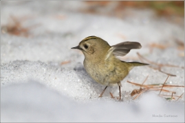 <p>KRÁLÍČEK OBECNÝ (Regulus regulus) /Goldcrest - Wintergoldhähnchen/</p>